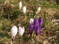 Crocus