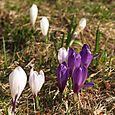 Crocus