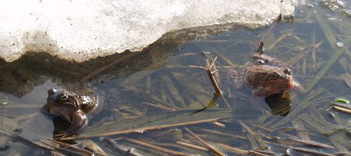 Crapaud commun et grenouille rousse
